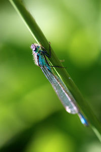 Close-up of insect on a plant