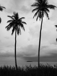 Palm trees against sky