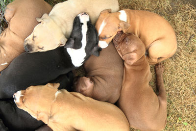 High angle view of dogs sleeping