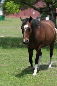 Horse walking in field