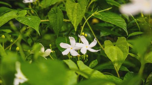 Close-up of white flowering plant