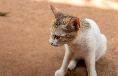 Close-up of cat