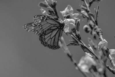 Close-up of butterfly pollinating on flower