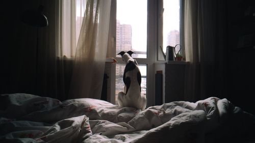 Rear view of whippet dog sitting on bed against window