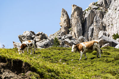 Cows in a field