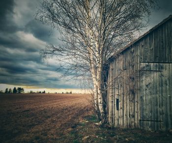 Bare tree on field against sky