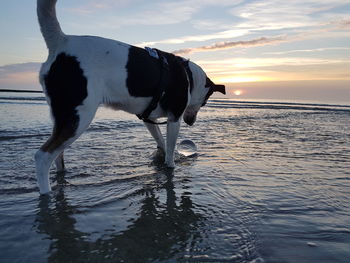 Dog standing in sea during sunset