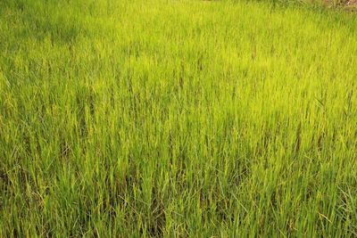 Full frame shot of corn field