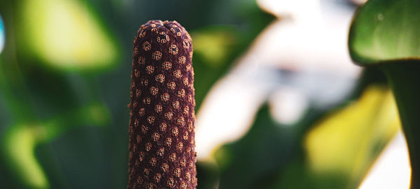 The stem of the anthurium hookeri plant is very short, segmented and each segment has a bud.