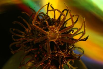 Close-up of spider on flower