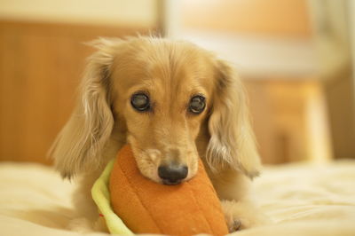 Close-up portrait of dog at home