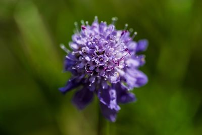 Close-up of purple flowers