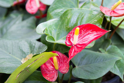 Close-up of red flowering plant