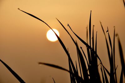 Low angle view of silhouette plants against sky during sunset