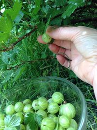 Close-up of hand holding green beans in field