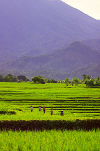 Scenic view of agricultural field against sky