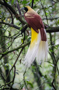 Close-up of bird perching on tree