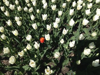 High angle view of tulips blooming on field