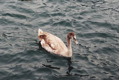 High angle view of swan swimming on lake