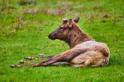 Side view of deer on field