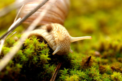 Close-up of snail