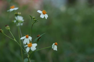 Close-up of white flowering plant