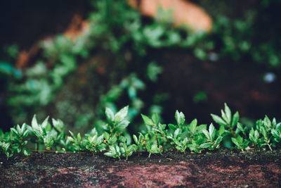 Close-up of small plant growing on field