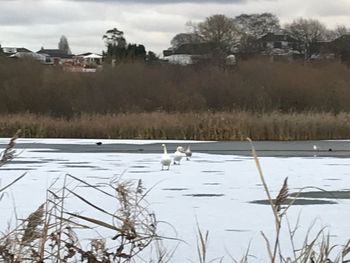 Swan on lake during winter