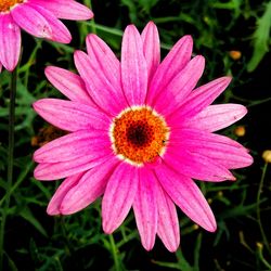 Close-up of pink flower blooming outdoors