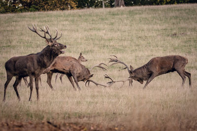 Deer standing in forest