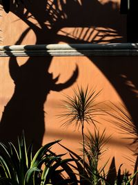 Shadow of person holding potted plant