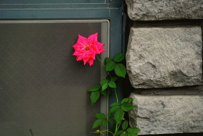 Close-up of pink flower