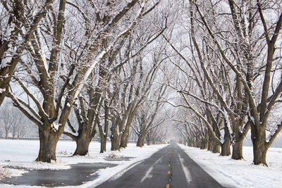 Empty road amidst frozen bare trees during winter