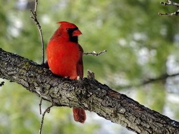 Close-up of bird perching on branch