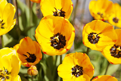 Close-up of yellow flowering plants