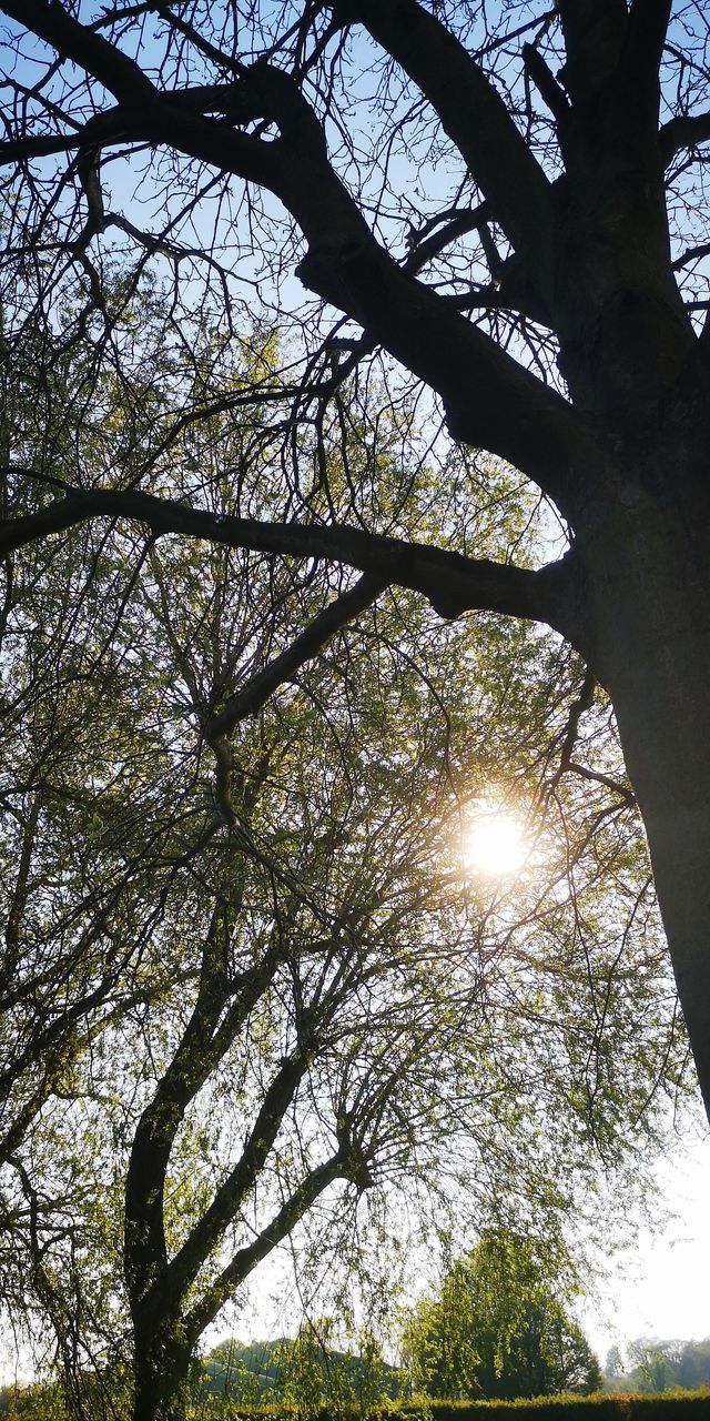 LOW ANGLE VIEW OF SUNLIGHT STREAMING THROUGH SILHOUETTE TREES