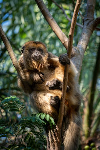 Monkey sitting on tree