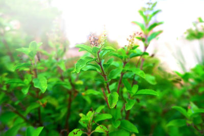 Close-up of fresh green leaves