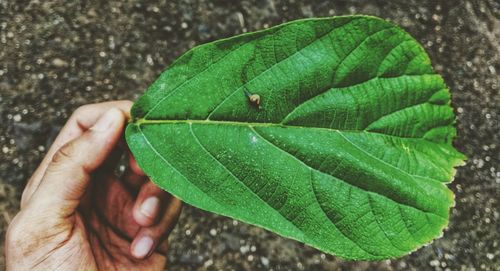 Close-up of hand holding leaves