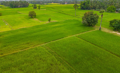 Scenic view of farm