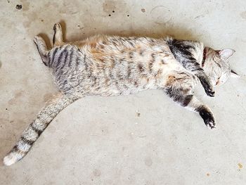 High angle view of lizard lying down