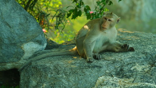 Monkey looking away on rock