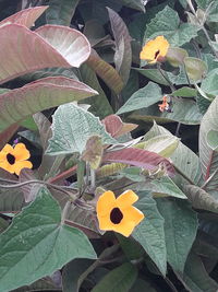 High angle view of yellow flowering plant on leaves