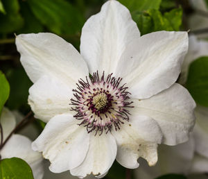 Close-up of white flowering plant