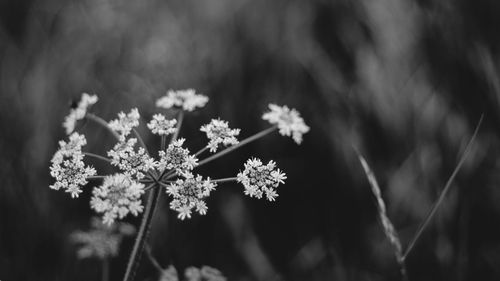 Close-up of white flowers