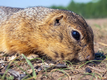 animal