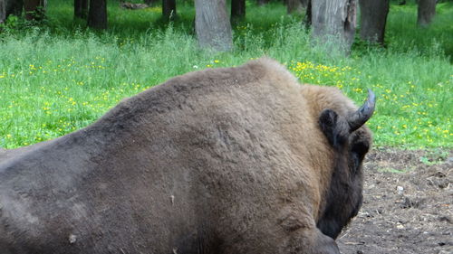 Close-up of sheep on field