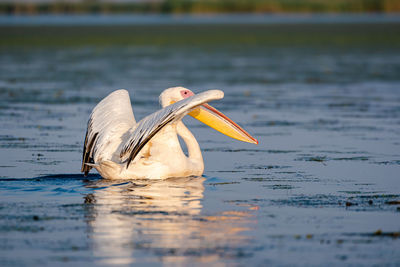 Bird swimming in lake