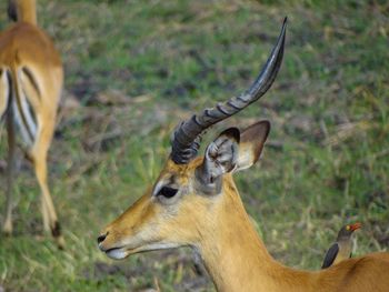 Side view of impala on a meadow