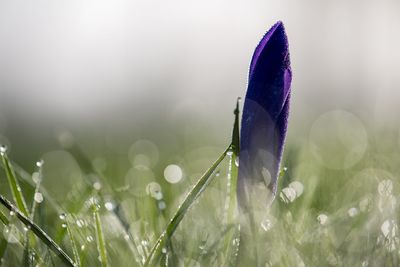 Close-up of crocus against grass